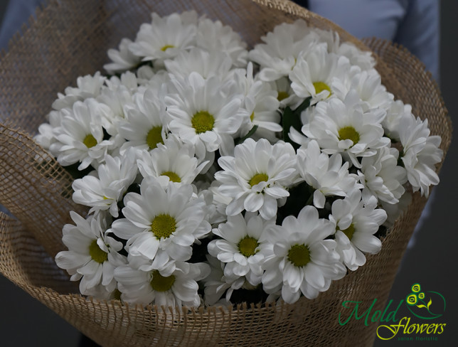 Красивый букет из белых хризантем фото